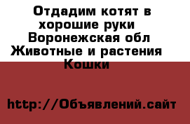 Отдадим котят в хорошие руки - Воронежская обл. Животные и растения » Кошки   